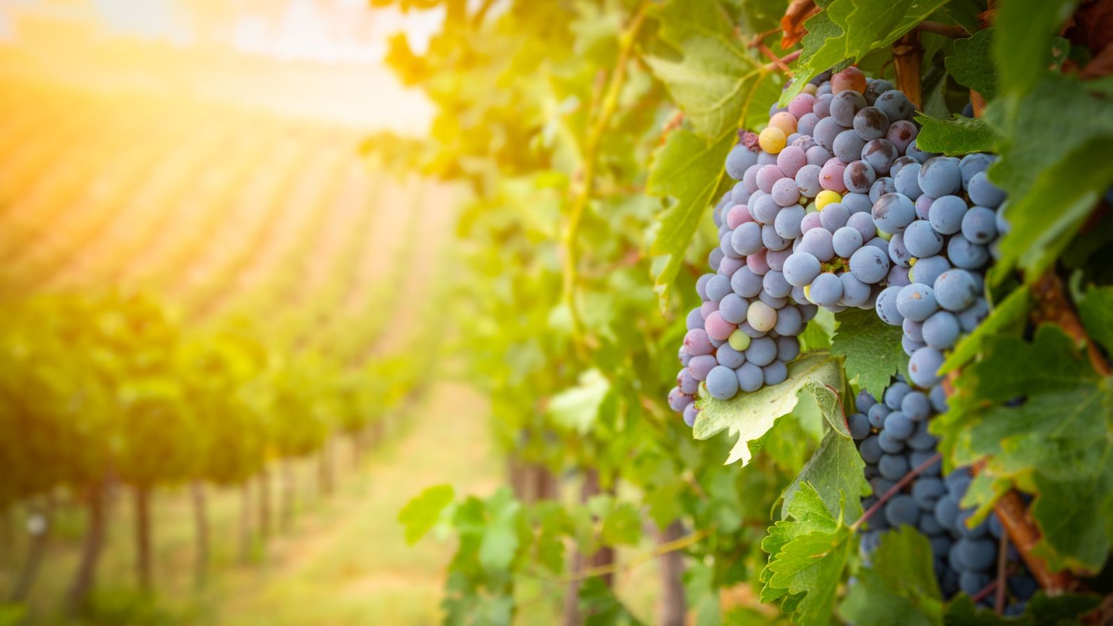 Los viñedos, en peligro por el cambio climático | Ver