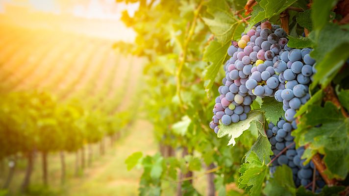 Telediario Fin de Semana - Los viñedos, en peligro por el cambio climático