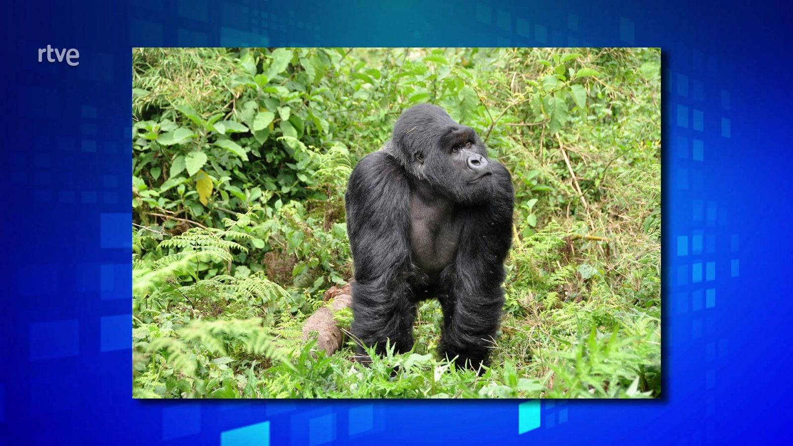 Saber y ganar - 15/06/22 - ver ahora