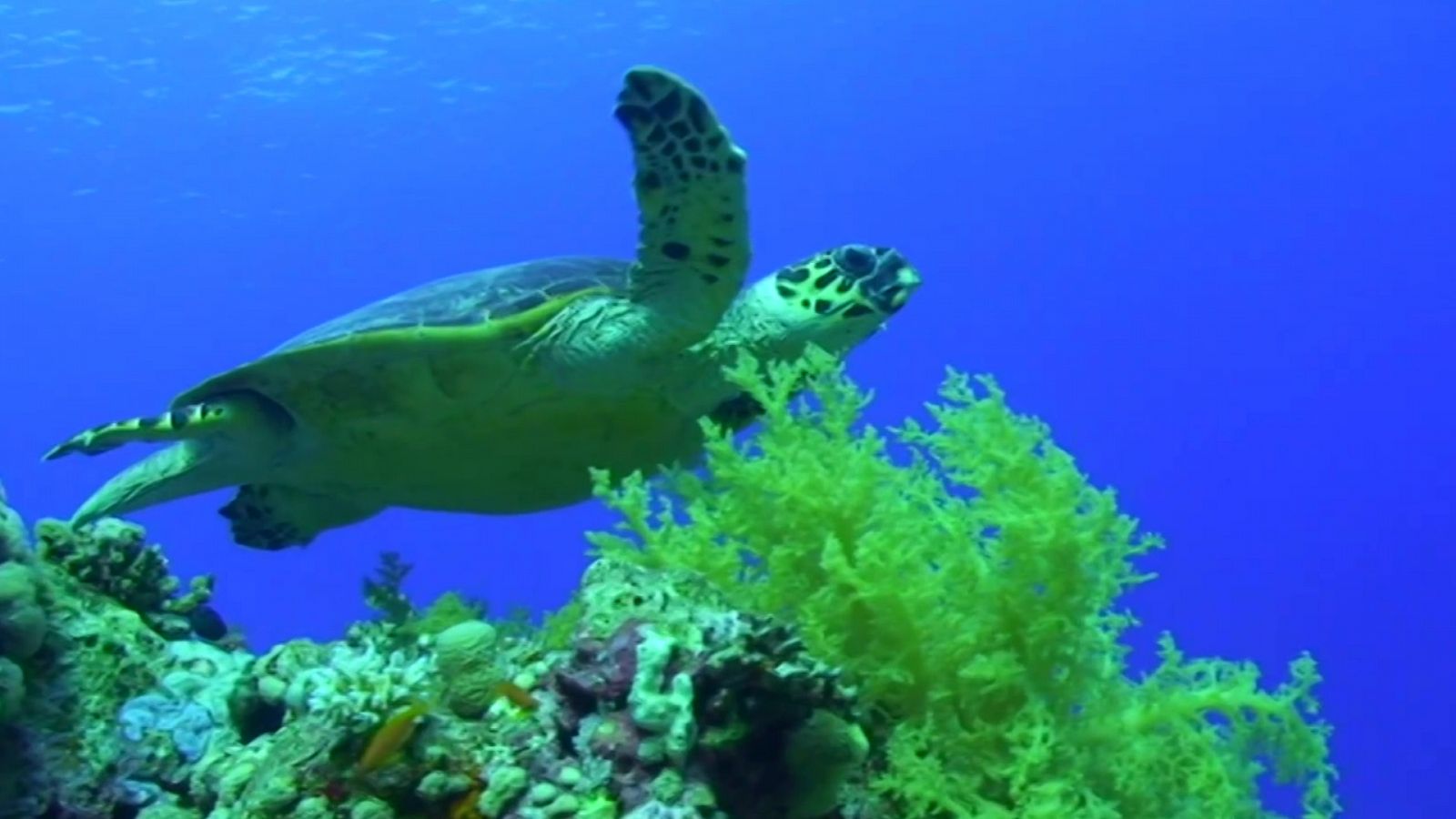 Objetivo Planeta - Proteger las tortugas marinas - ver ahora