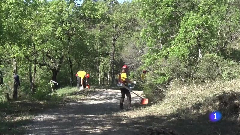 Una bona gestió forestal és clau per evitar els incendis