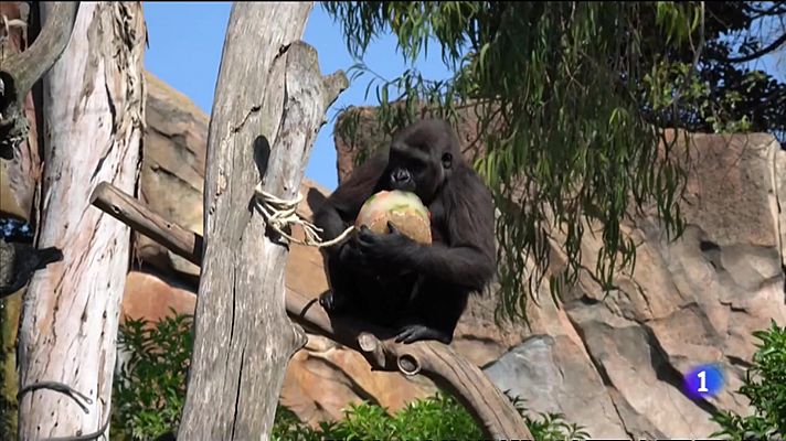 L'informatiu - Comunitat Valenciana - L'Informatiu Comunitat Valenciana 1 - 16/06/22