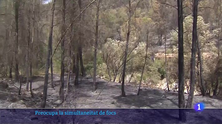 L'Informatiu - Catalunya pateix més de 200 focs en 5 dies