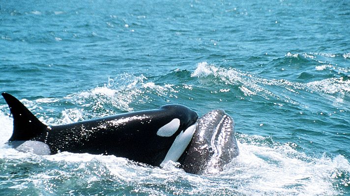 Planeta azul - Planeta azul