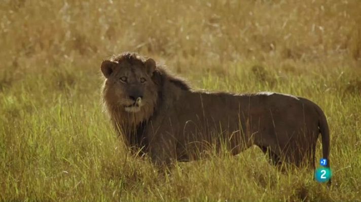 Som Documentals - El regne salvatge: la caiguda de la reina