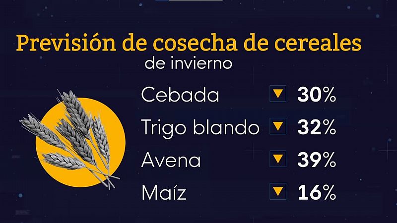 La cosecha de cereal descenderá un 28% debido al intenso calor desde mayo