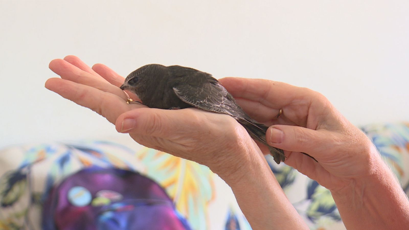 El calor afecta a las crías de vencejos - Ver ahora