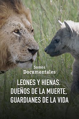 Somos documentales - Leones y hienas. Dueños de la muerte, guardianes de la  vida - Documental en RTVE