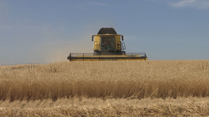 Comienza la campaña de cereal en Andalucía - Ver ahora