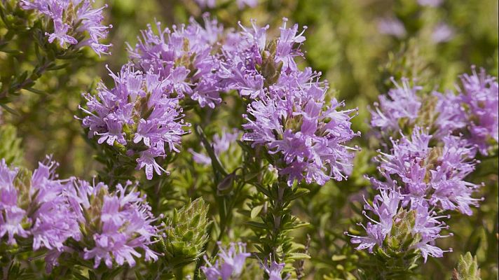 Aquí la Tierra - Aquí la Tierra - 22/06/22