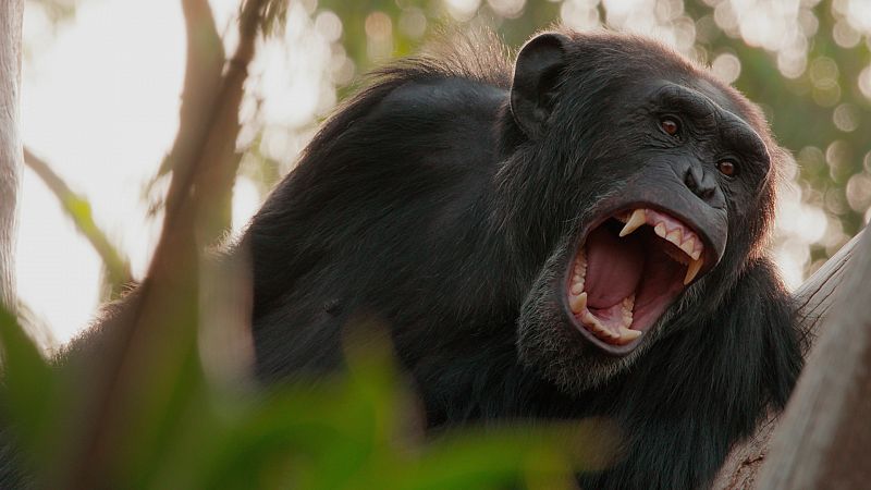 La increíble comunicación animal del mono verde - Mis Animales