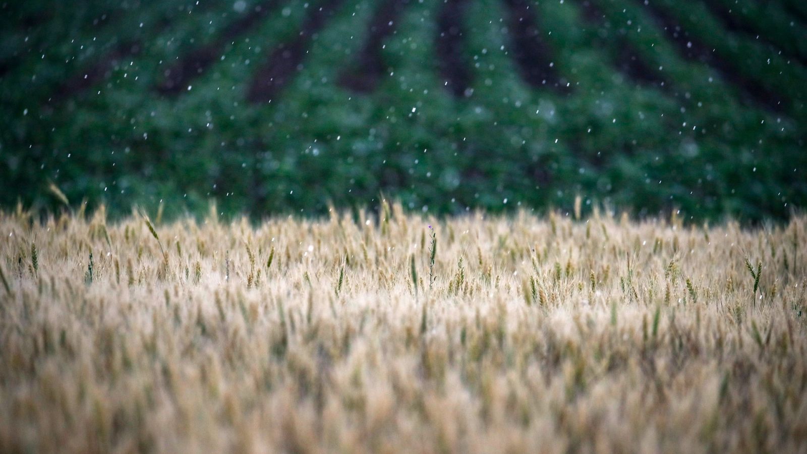 España lidera una iniciativa para sacar 8.000 toneladas de grano de Ucrania bloqueadas por Rusia