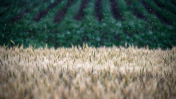 España lidera una iniciativa para sacar 8.000 toneladas de grano de Ucrania bloqueadas por Rusia