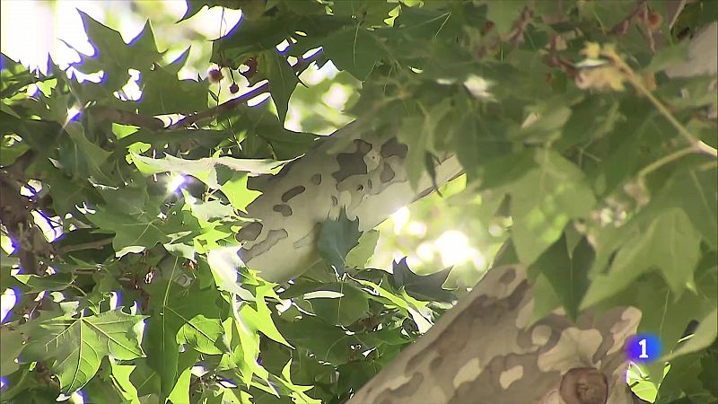 Los expertos en botánica aseguran que las ciudades están muy pobladas de especies con un polen muy agresivo - Ver ahora