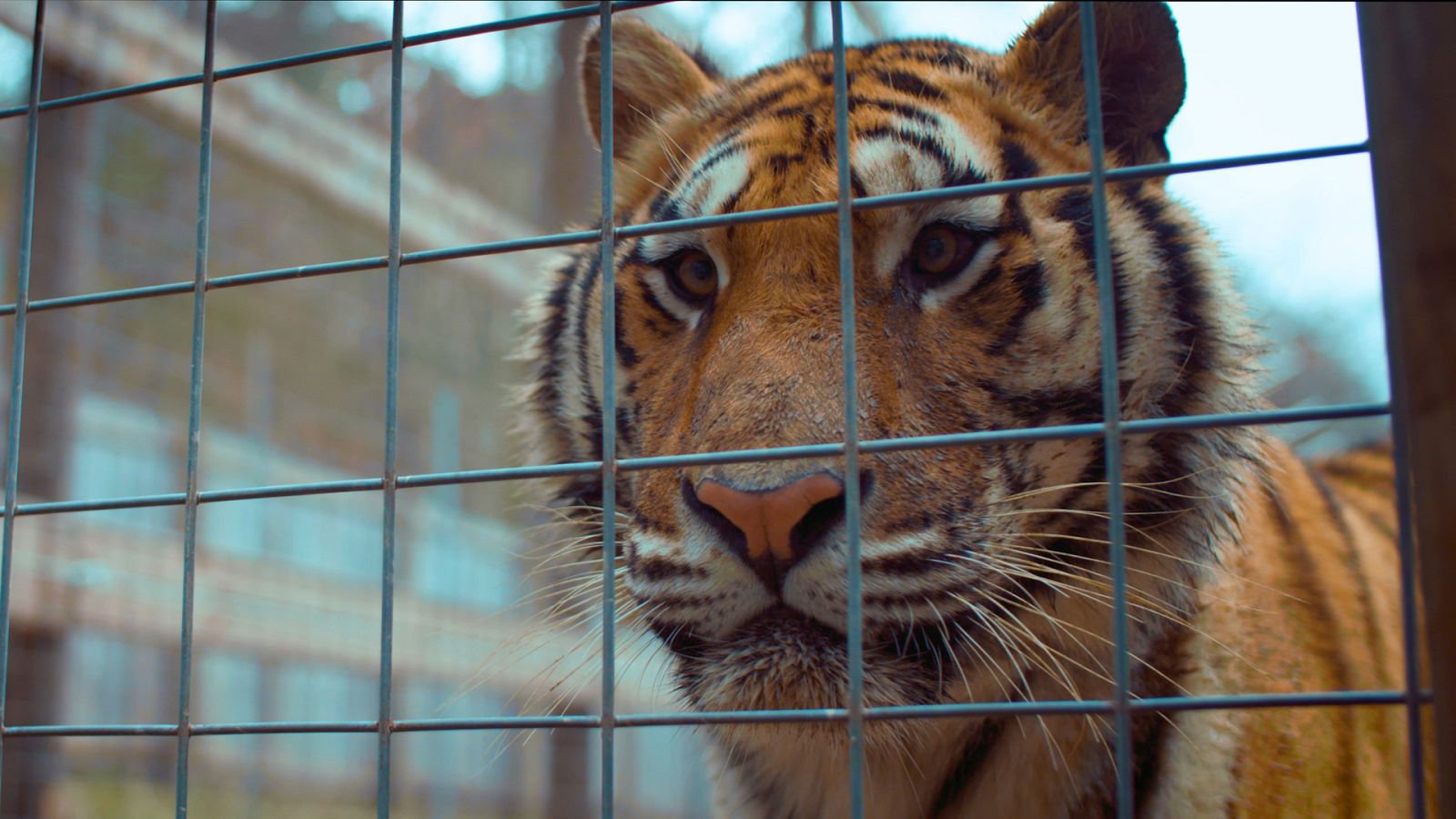 La noche temática - Animales embajadores: tras las cámaras - Ver ahora