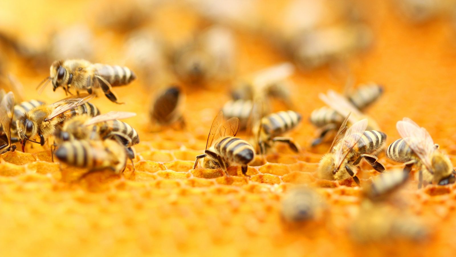Reforestar a través de las abejas