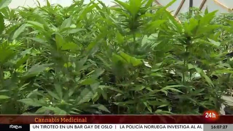 Parlamento - El reportaje - Uso medicinal del cannabis - 25/06/2022
