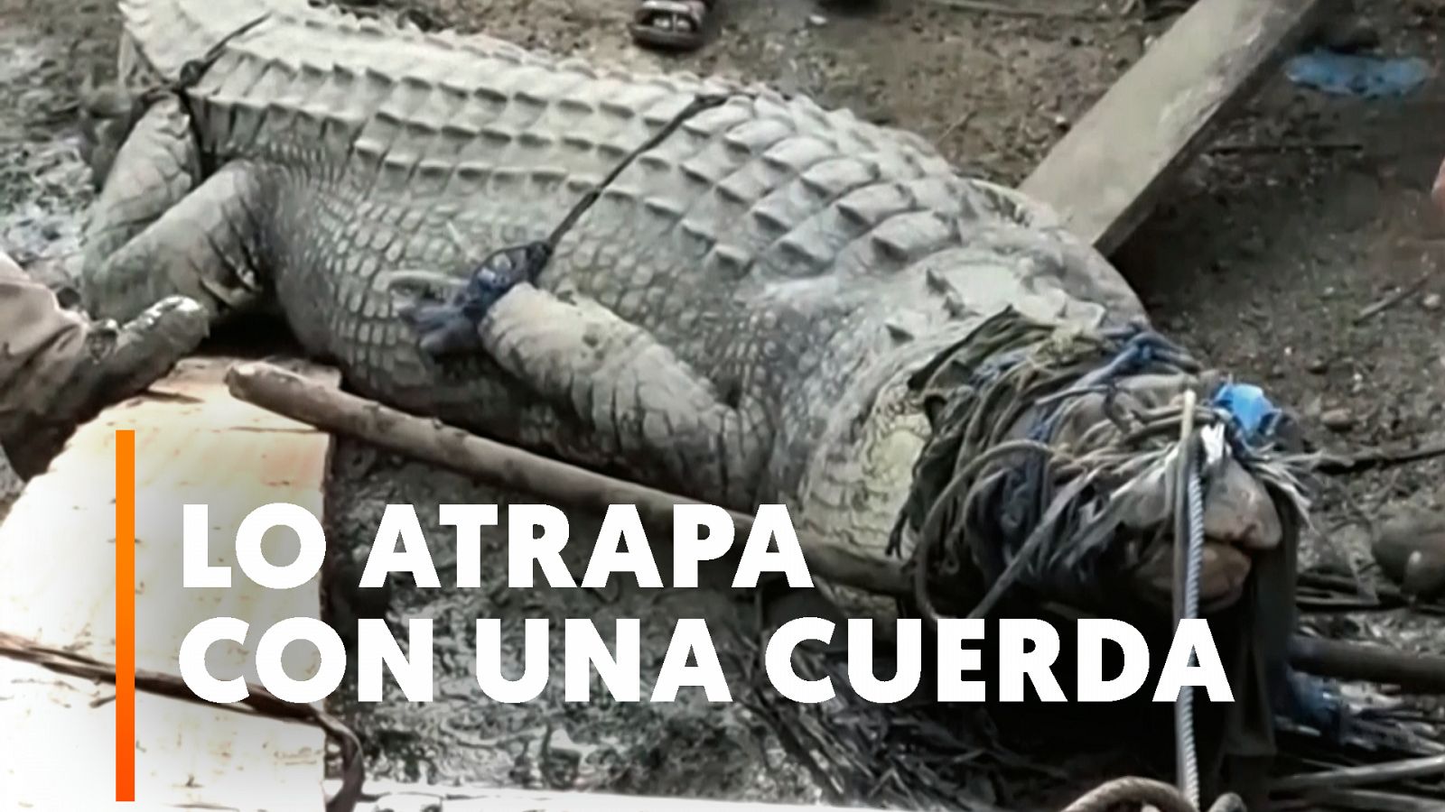 Indonesia | Un hombre captura a un cocodrilo de más de cuatro metros