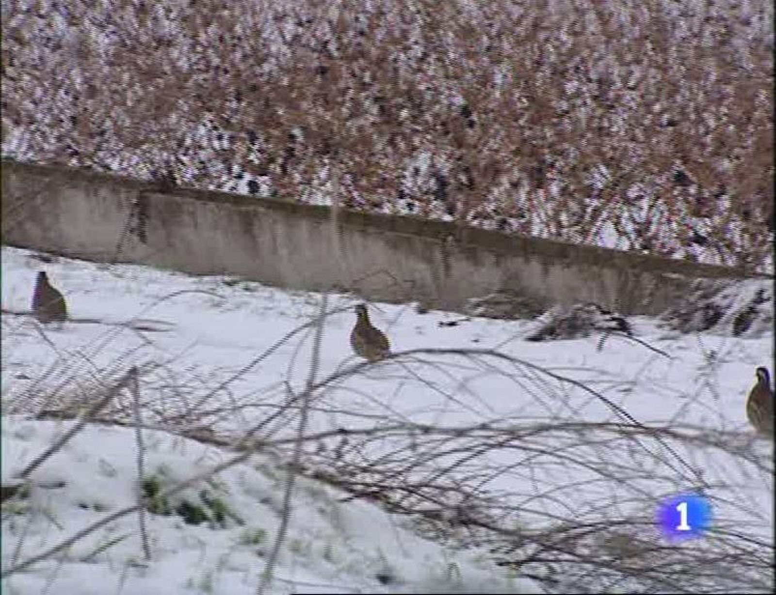 Informativo Telerioja - 08/01/10 - Informativo Telerioja | Ver