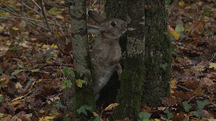 Somos Documentales - El bocage salvaje