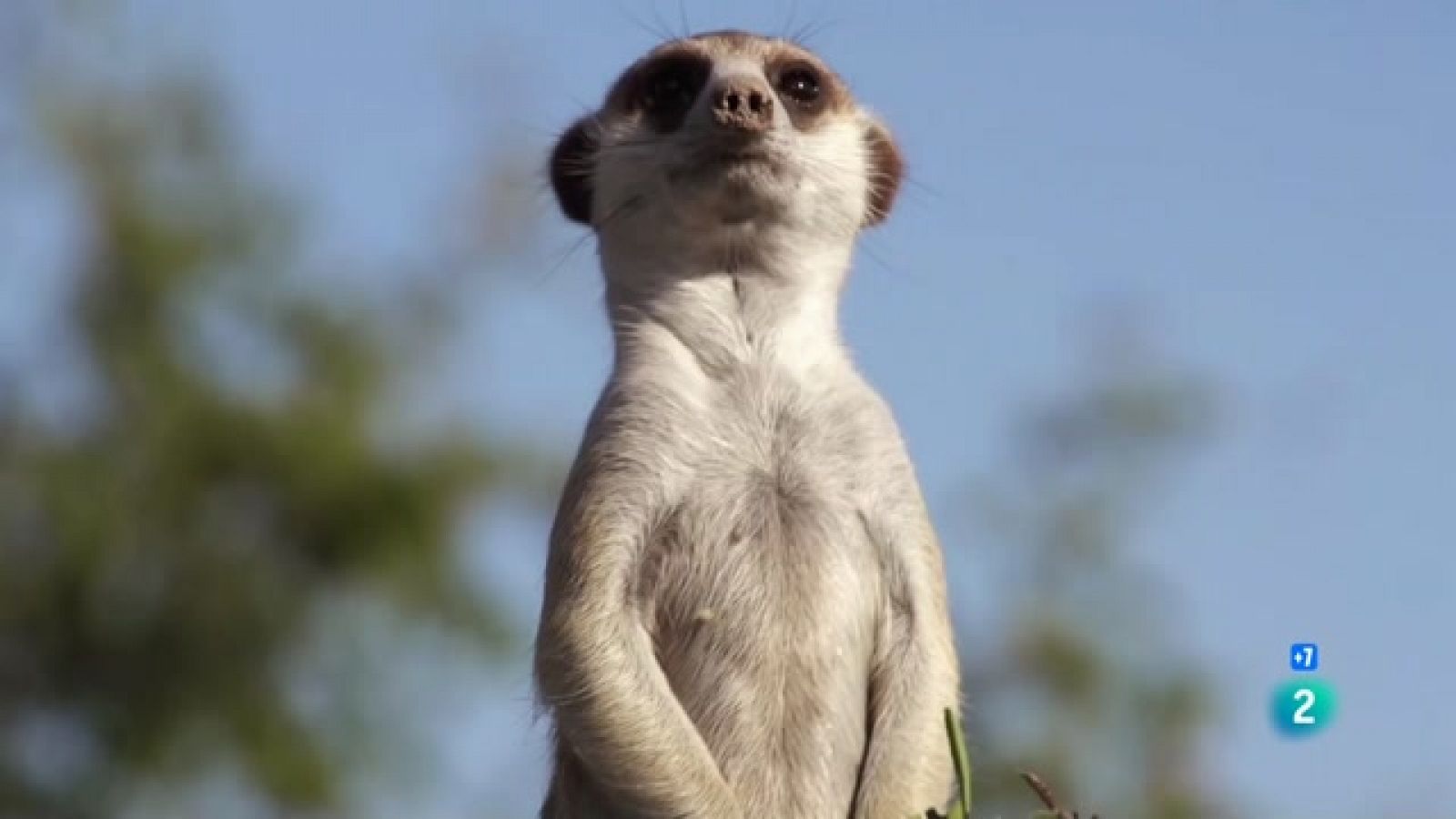 Som Documentals - Curiositats de la sabana