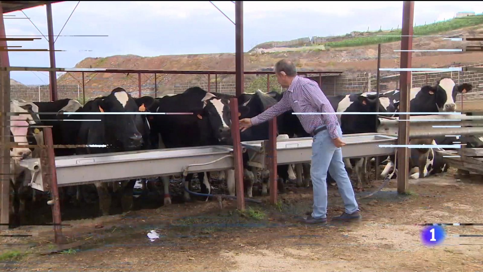 Telecanarias:  Agricultores y ganaderos de Canarias aseguran que el trabajo les está costando dinero | RTVE Play