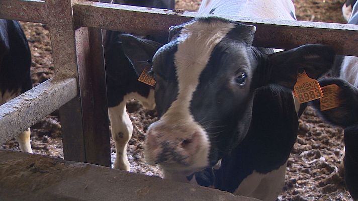Telecanarias - Agricultores y ganaderos de Canarias aseguran que el trabajo les está costando dinero