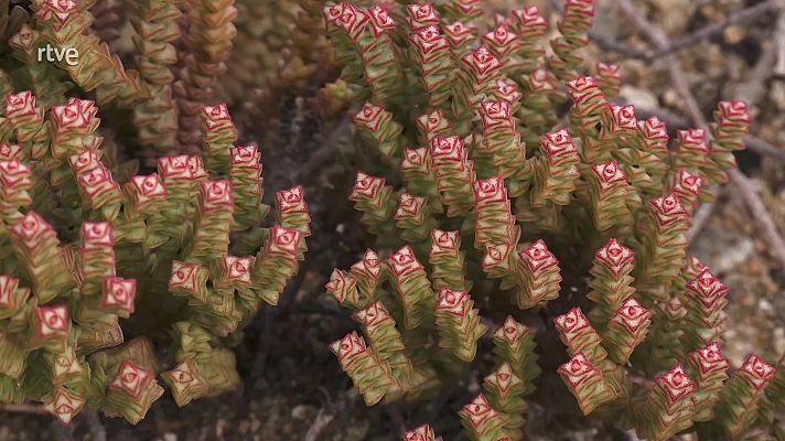 Xerojardinería: Cactus y plantas suculentas del mundo