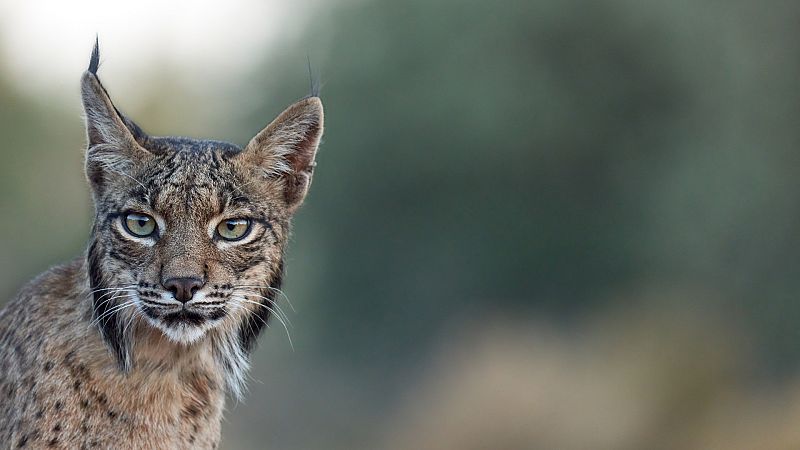 El lince ibérico ya no está en peligro crítico de extinción