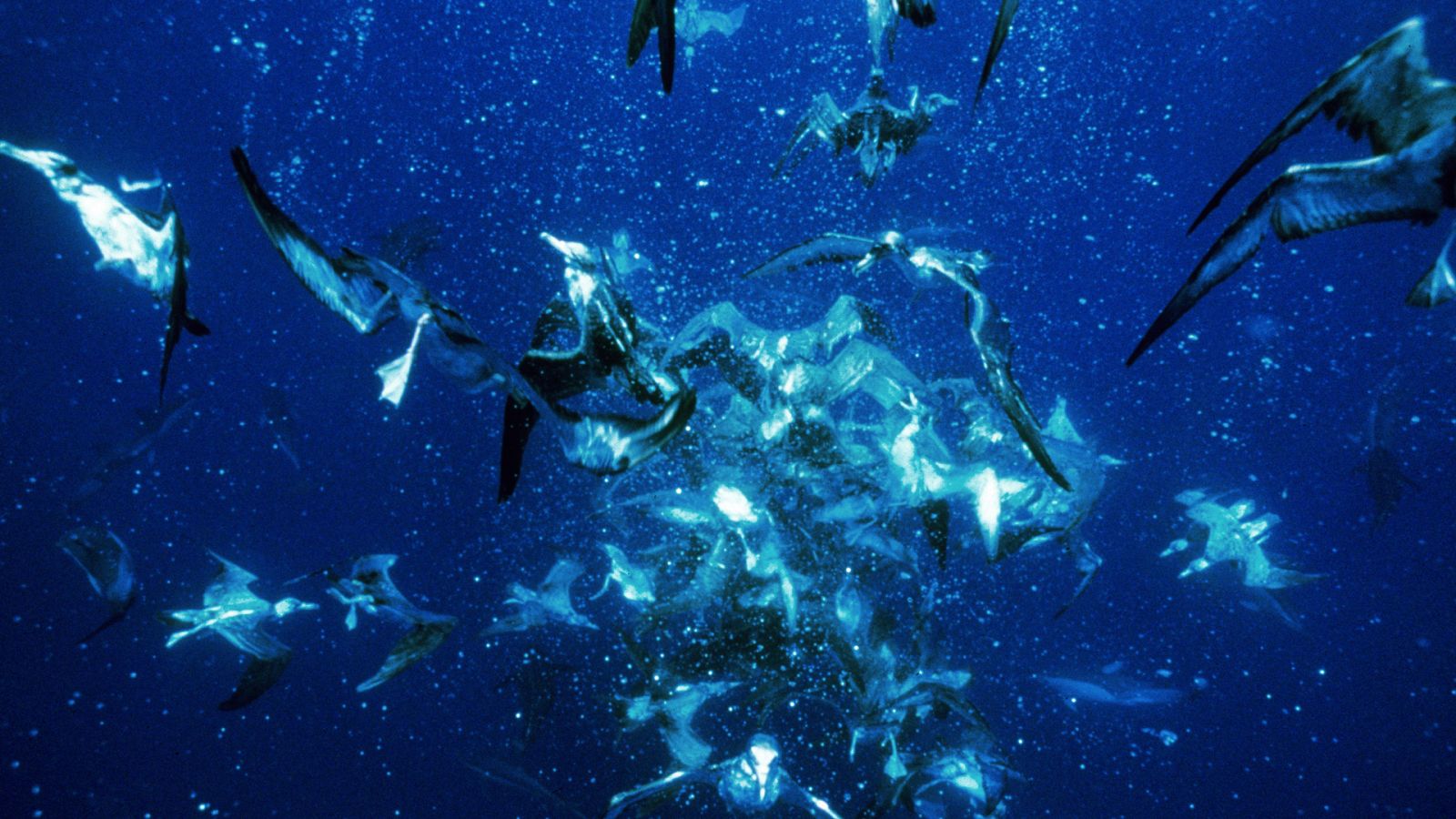 Planeta azul - Episodio 3: Océanos infinitos - ver ahora