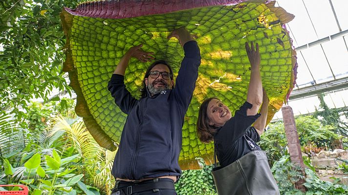 La Victoria Boliviana, una nueva especie de nenúfar gigante