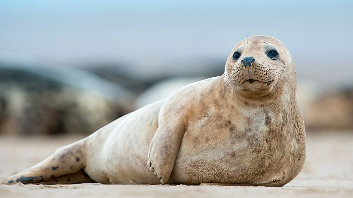 Sobrevivir en la naturaleza - Cópula vital