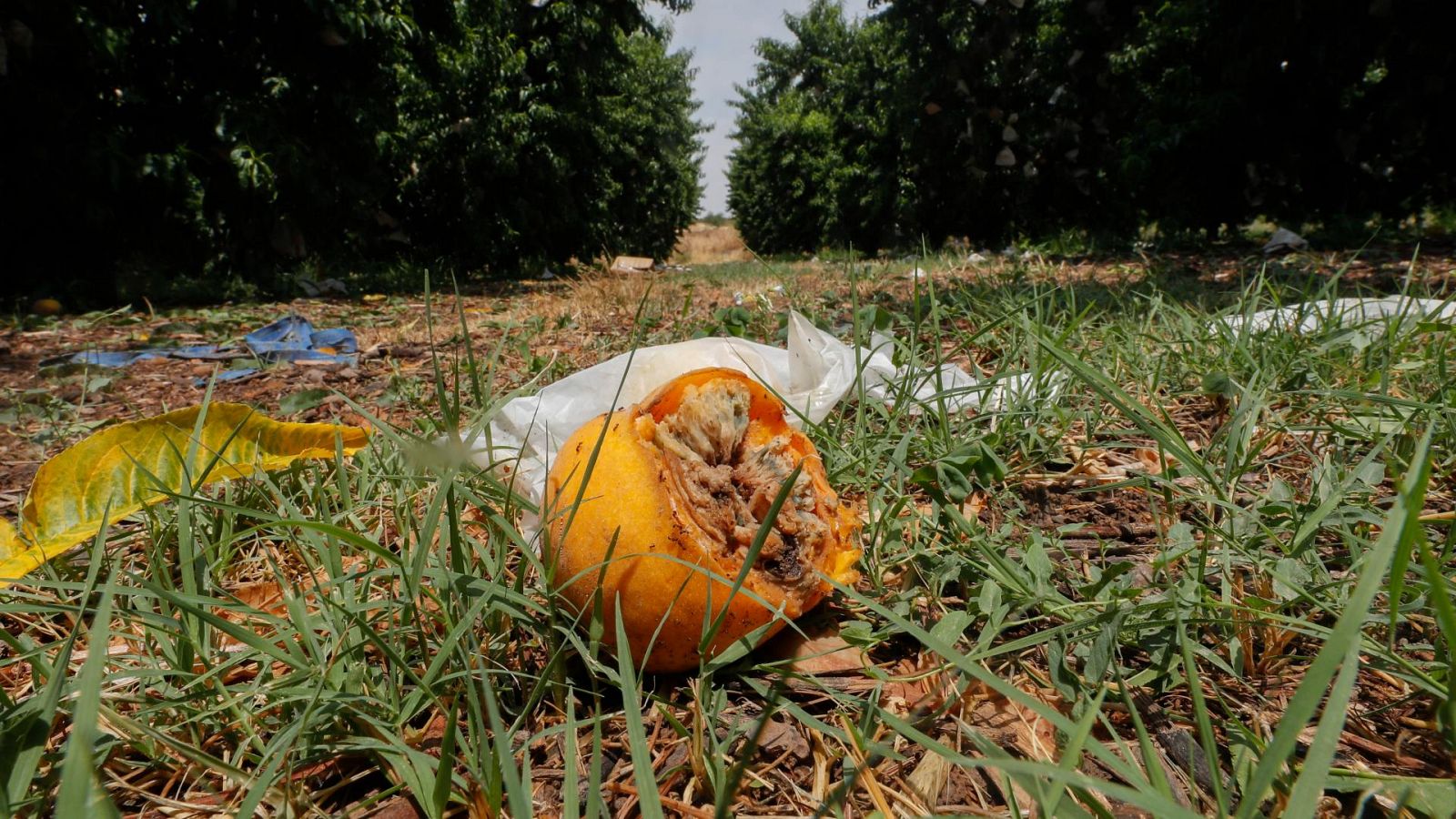 Las tormentas y el granizo arruinan cultivos del bajo Aragón | Ver