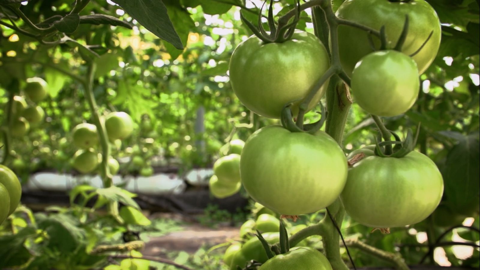 Aquí la Tierra - 07/07/22 - ver ahora