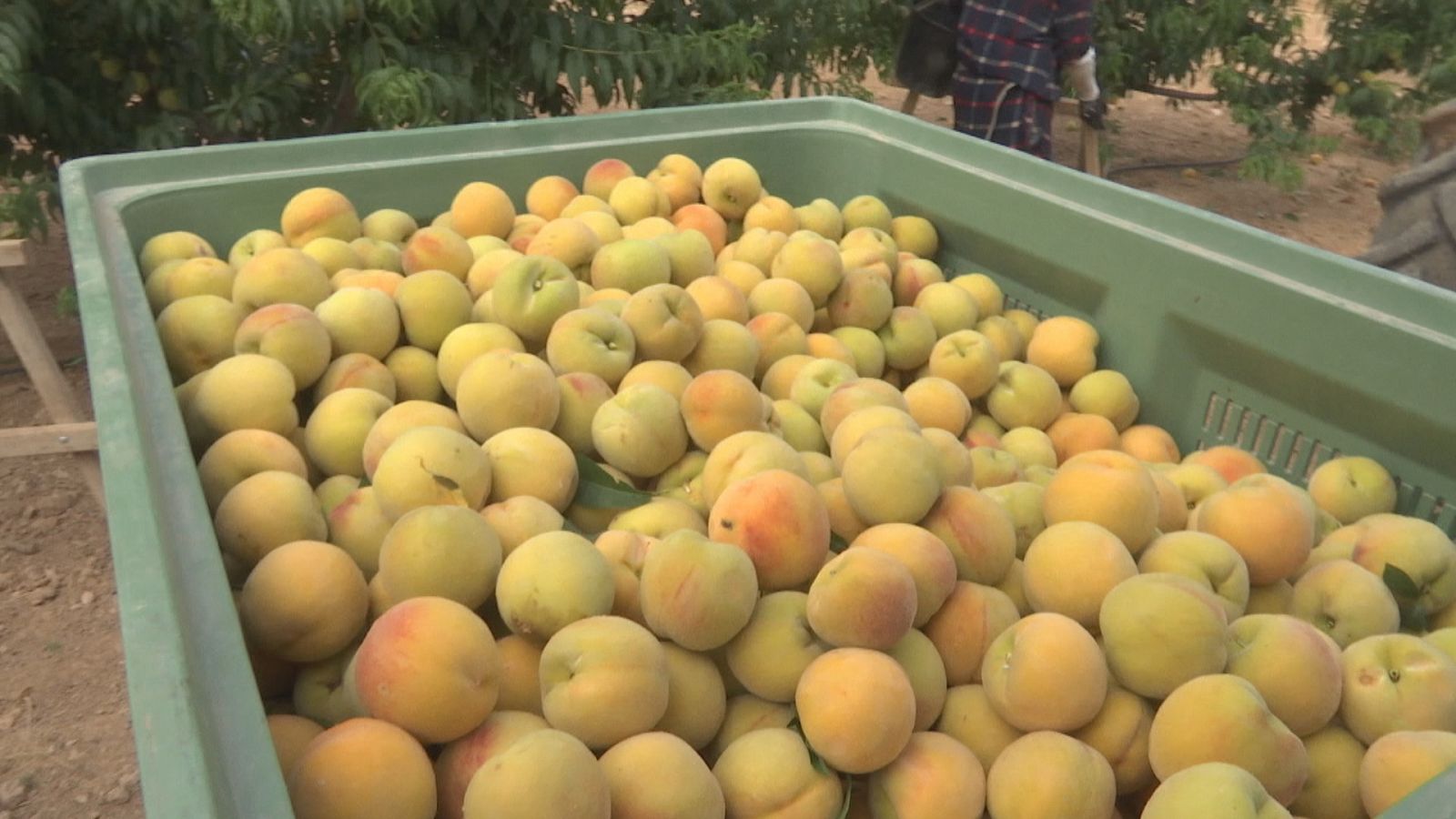 Agrosfera - 09/07/22 - ver ahora