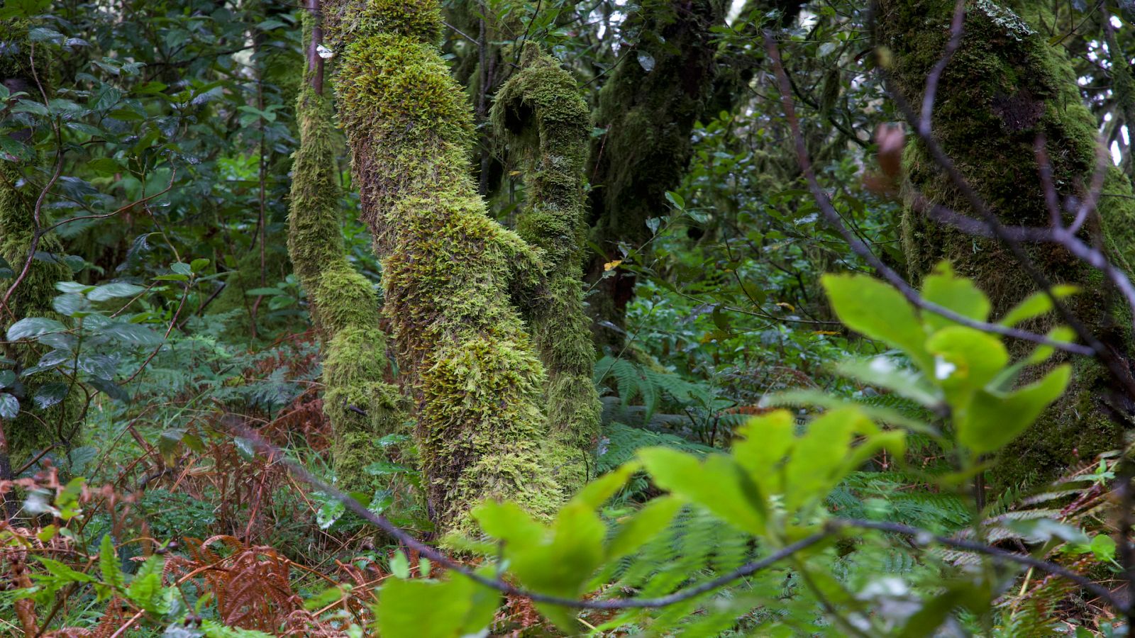 De parque en parque - Parque Nacional de Garajonai - ver ahora
