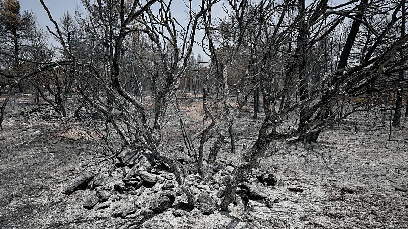 El fuego ha quemado en España 81.866 hectáreas en lo que va de año
