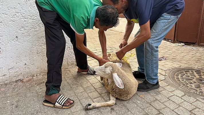 Telediario 2 - Así celebra Marruecos la Fiesta del Cordero: un rito que cuesta buena parte del presupuesto familiar
