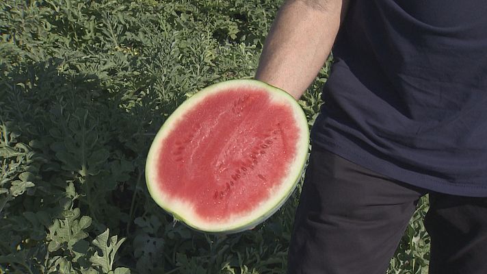 Innovación en el Campo de Cartagena