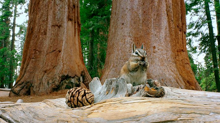 El bosque de los gigantes. Bosques de California