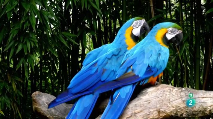 Som Documentals - Simplement animals: simplement ocells