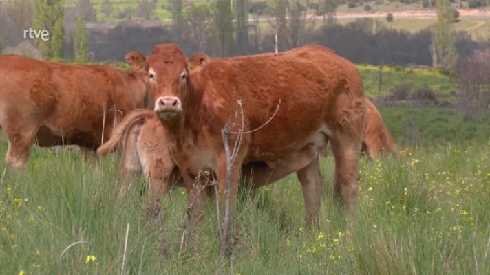 Aquí la Tierra - Una familia de vacas limousin, charolesas y avileñas