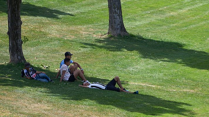 Los árboles, la mejor solución frente a las olas de calor