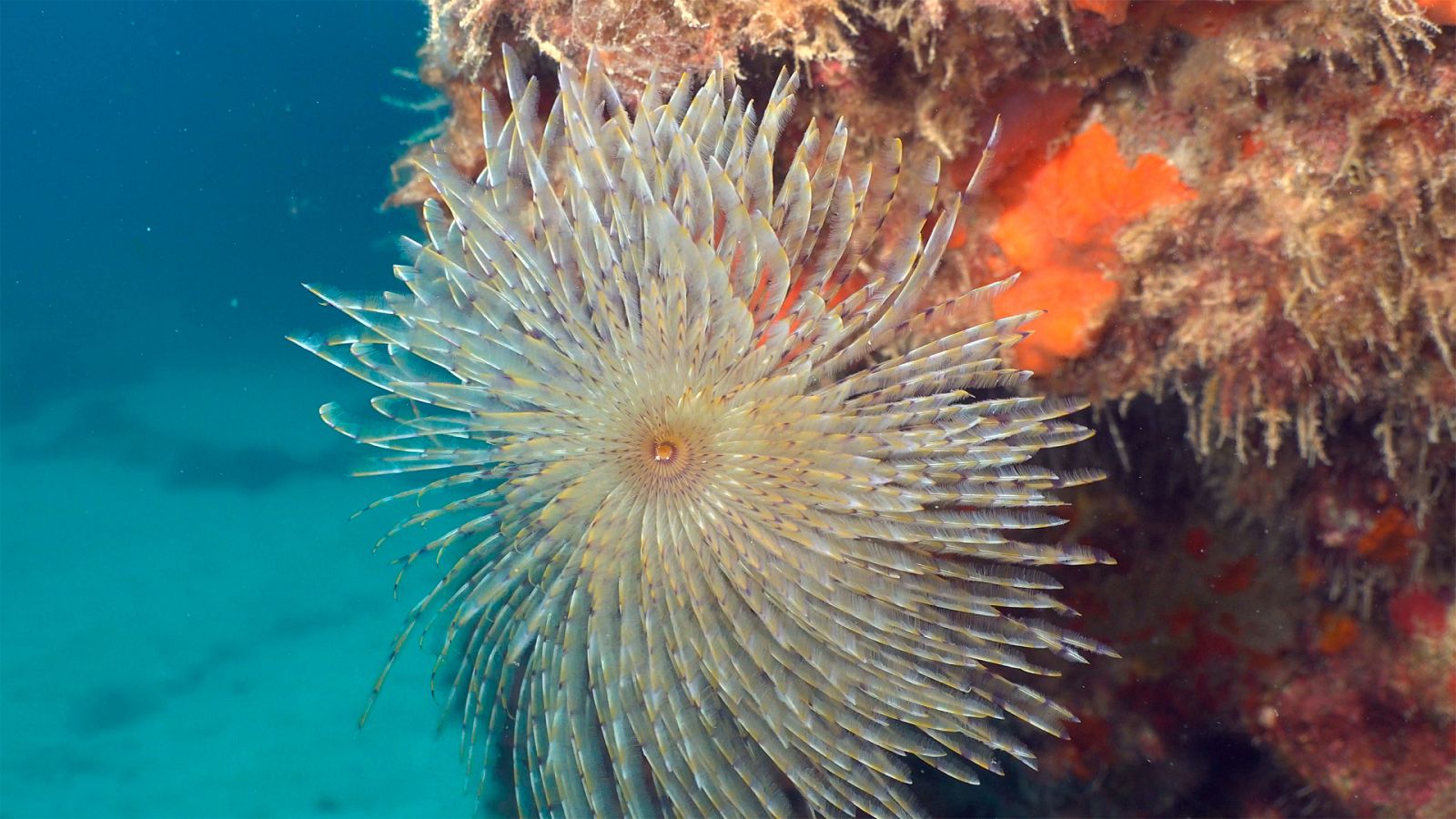 Canarias bajo el mar - La Graciosa - ver ahora