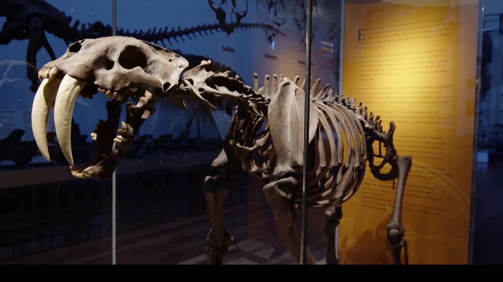 El escarabajo verde - 250 años del MNCN - Ver ahora