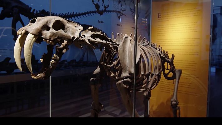 El escarabajo verde - 250 años del MNCN