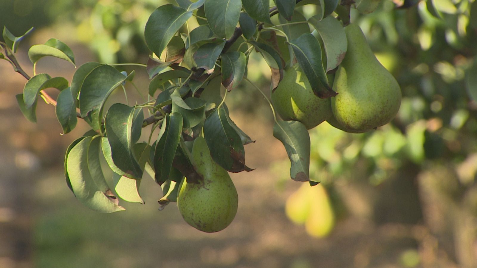 Agrosfera - 16/07/22 - ver ahora