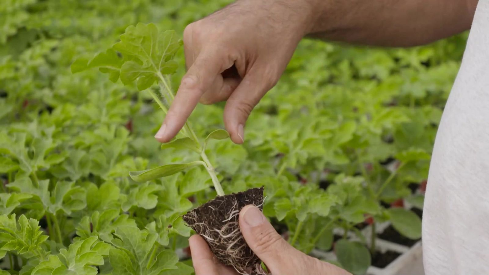 Aquí la Tierra - 17/07/22 - ver ahora
