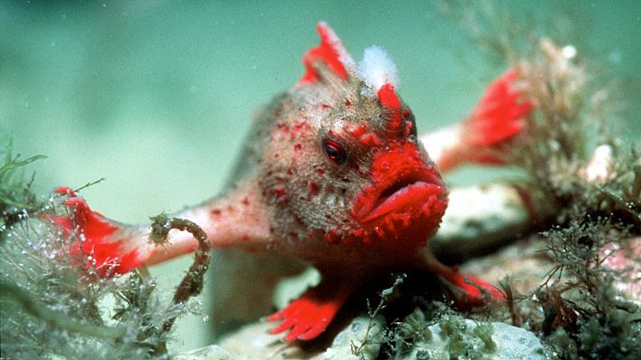 Planeta azul - Estaciones del mar