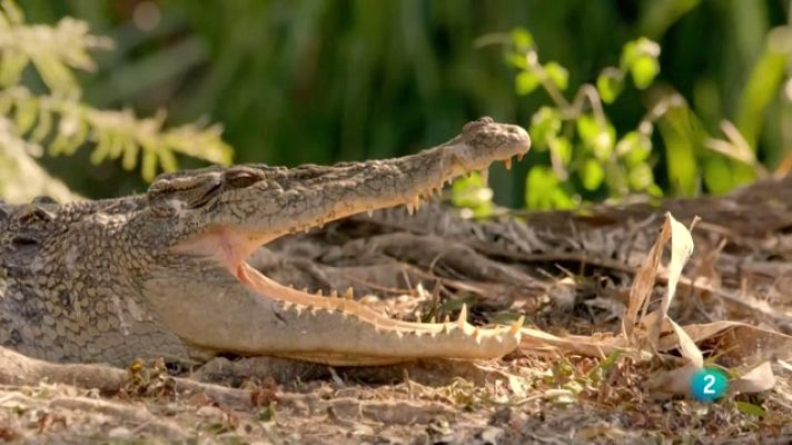 Som Documentals - Simplement animals: simplement cocodrils